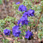 Purple Azalea Plants Live Tree for Outdoor Growing, 9 Months Old Starter Size, Azaleas Rhododendron Flower Vibrant Color Spring Planting