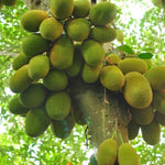 Live Sweet Jackfruit Tree in 2 to 3 Feet Tall, Yellow Jackfruit Plant One Gallon Pot, Well Rooted Jack Fruit Plant Seedling for Planting