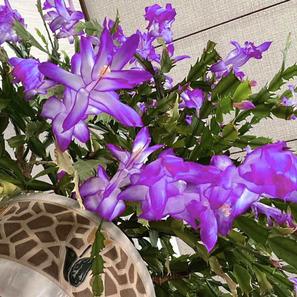 Live Purple Christmas Cactus Live Plant 4–6 Inches Tall, Winter Blooming False Thanksgiving Cactus Well Rooted, Flowering Houseplant for Home and Office