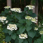 Set 2 Hydrangea Live Plants, Change Colors Hydrangea Bushes Shrubs Trees Live Plants in 4” Pot, Live Hydrangeas Well Rooted for Planting (White)