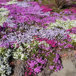 3 Mix Creeping Phlox Live Plant, 4-7 Inch Tall Ground Cover Perennial for Outdoor Landscaping