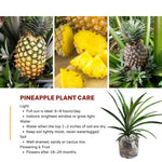 2 Pineapple Plants Live to Grow 5 to 8 Inch Tall, Sweet Pineapple Fruit Tree Live Plant for Outdoor (Sugarloaf Pineapple)
