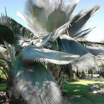 Palm Tree Plant, Live Tropical Palm Tree, Fully Rooted in 3 Gallon Pot, Ready for Outdoor Planting (Silver Blue Palm)
