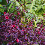 2 Hardy Hibiscus Plants Live, Cranberry Hibiscus Flowers Plants from 5 Inches Tall