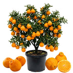 Large Sweet Mandarin Tree Live Plant, Citrus Fruit Tree in 1 Gallon Pot, Suitable for Patio or Outdoor Garden Planting