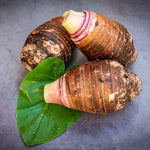 Vietnamese Taro Plant, 3-6" Tall, Taro Plant in Pot, Edible Tropical Plant for Garden Growing