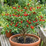 Set of 100 Seeds Pequin Chili Pepper, Red Peppers Vegetable Seed, Pequin Pepper Plant for Indoor Outdoor Gardening