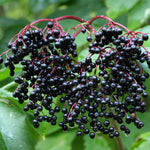 2 Black Elderberry Trees Live Plants, Backyard Berry Plant, 10-12 Inch Tall