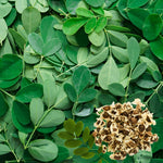 Pack of 100 Moringa Oleifera Seeds for Growing, Vegetable Garden Seeds, Moringa Tree Seeds for Outdoor Garden Growing