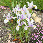Set 2 African Iris Live Plant, Iris Flower Plant for White Blooms, Low Maintenance and Ready for Planting, Well Rooted from 4 to 6 Inches Tall