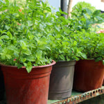 Set of 3 Mixed Mint Plants Live, Easy Grow Indoor Outdoor Herb Plants, Well Rooted Cold Hardy Herbs