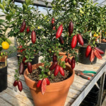 Red Finger Lime Tree Live Plant, Rare Citrus Fruit Tree from 1–2 Feet Tall in 3 Gallon Pot, Ready for Indoor Outdoor Planting