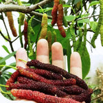 Mulberry Tree Live Plant 5 to 8 Inc Height, Sweet Mulberry Bush Live Plant, Mulberry Plant Live (Pakistan Mulberry)