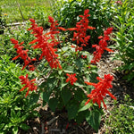 3 Bright Red Salvia Sage Plants 4–7" Tall, Perennial Live Flowering Garden Plants for Outdoor Growing, Vibrant Salvia Plant Starter