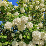 2 Japanese Snowball Viburnum Plants Live Bare Roots 1-2 Feet Tall, Dormant Hardy White Viburnum Bush for Outdoor Garden Planting