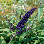 2 Butterfly Bush Live Plants, Deep Black Buddleia Shrubs, 5–9 Inch Tall, Fragrant Flowering Shrubs, No Pot