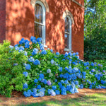 Hydrangea Plant Live Tree, Blue to Purple Pink Color Bloom, 5-10" Well-Rooted Hydrangea Shrub Bush for House Planting Outdoor, Dormant