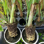 1 Big Lemon Grass Plants for Outside, Lemongrass Plants Live, No Pot, Well Rooted, Trim Back, Fresh Fragrant Lemon Grass Stalks Plants for Outside Live