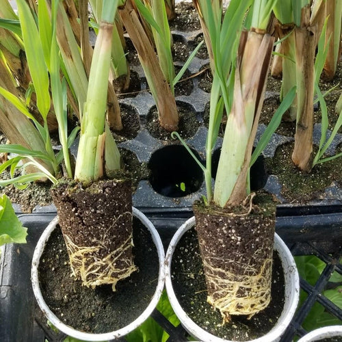 1 Big Lemon Grass Plants for Outside, Lemongrass Plants Live, No Pot, Well Rooted, Trim Back, Fresh Fragrant Lemon Grass Stalks Plants for Outside Live