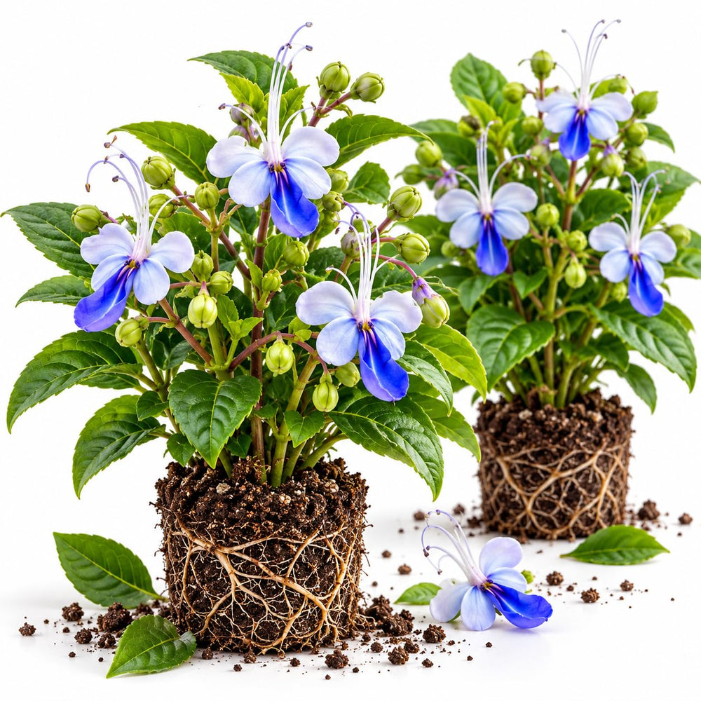 2 Blue Butterfly Clerodendrum Live Plants, Bell Flower Vine, 5-9" Tall