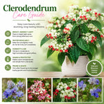 2 Clerodendrum Flowering Plants Live, Chains of Glory Vine Light Bulbs Plant 4-8 Inches for Growing Indoor Outdoor (Random Clerodendrum)