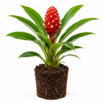Zingiber Zerumbet Shampoo Ginger Plant Live 4-7'' Tall, Hawaiian Ginger Lily Rhizomes, Pinecone Gingers for Outdoor Garden