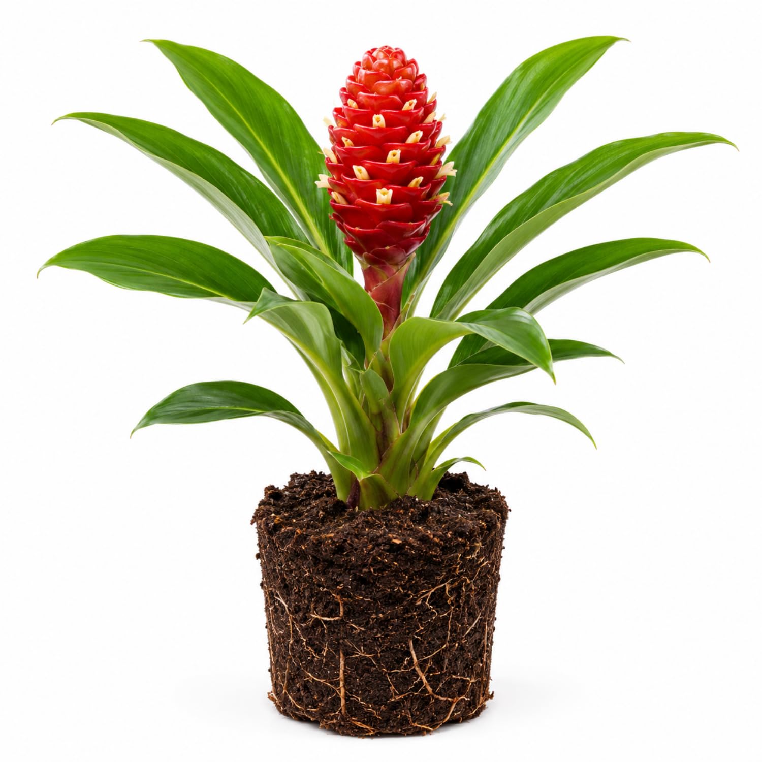 Zingiber Zerumbet Shampoo Ginger Plant Live 4-7'' Tall, Hawaiian Ginger Lily Rhizomes, Pinecone Gingers for Outdoor Garden