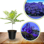 Purple Blue Jacaranda Tree Live Plant, Starter Size 6-12 Inc in Tall in 4" Pot, Vibrant Bloom, Royal Poinciana Flamboyant Like