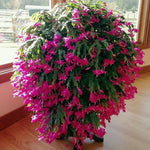 Live Pink Christmas Cactus Live Plant 4–6 Inches Tall, Winter Blooming False Thanksgiving Cactus Well Rooted, Flowering Houseplant for Home and Office