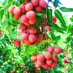 Lychee Fruit Tree 12-18" Tall, Well-Rooted Litchi Plant in One Gallon Pot, Hardy Tropical Tree for Garden and Patio