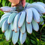 Banana Plant Live, Ice Cream Blue Banana Tree Live Plant, Hardy Banana Fruit Seedling 4 to 8 Inch Tall, Indoor Outdoor