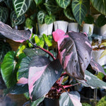 Philodendron Prince of Pink Philodendron Houseplant, 4-9" Tall, No Pot, Tropical Indoor Houseplant