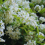 2 Jasmine Plants Live, Fragrant White Jasmine Live Plants, Fast Growing Flower Plants for Outdoor Garden, 5-7'' (Star Jasmine)