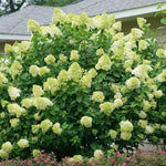 2 Hydrangea Plant Live, Hardy Hydrangea Bush Shrub for Outdoor Garden Planting, Bare Roots Dormant 6-12 Inch (Lime Hydrangea)