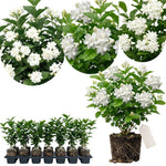 Maid of Orleans Jasmine Live Plant – Highly Fragrant White Flower Vine, Fragrant Indoor & Outdoor 4-6” Tall Decorative Plant