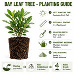 Bay Leaf Tree Live 4-7 Inches Tall, Laurus Nobilis, Fragrant Herb Plant for Garden, Patio Containers and Indoor Decor