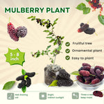 Mulberry Tree Live Plant 5 to 8 Inch Height, Everbearing Mulberry Bush Live Plant to Grow, Mulberry Plant Live (Illinois Everbearing Mulberry)