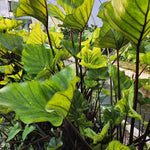Tea Cup Colocasia Elephant Ear Plants Live 4–7 Inches Tall, Taro Alocasia Tropical Foliage Plants for Outdoor Garden Home Decor