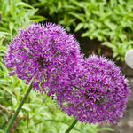 5 Large Purple Allium Bulbs, Ornamental Onion Flower Bulbs for Planting - Spring Blooming Purple Allium Flowers for Garden Beds and Borders