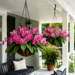 Strawberry Ice Streptocarpus Lady Slipper Plants in 3.25 Inch Pot, Live Flowering Houseplant for Patio, Containers and Indoor Gardening