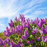Common Lilac Tree Live Plant for Outdoor Spring Planting, 1 Year Old Tree 6-12" Tall in Quart Pot, Purple Lilac Trees