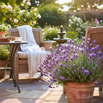 Purple Lavender Plant Live, Live Lavender Plants for Outside, Lavandula Starter Plant in 4 Inches Pot, Fragrant Plant for Indoor Outdoor Planting