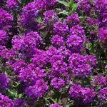 4 Purple Verbena Plants Live, 4-8” Tall, Hardy Perennial Groundcover, Long Blooming Purple Flower Plants for Outdoor Garden