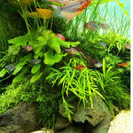 300 Aquarium Water Grass Seeds - Water Grass Ground Covering Seeds Plants for Landscaping and Aquarium Decoration
