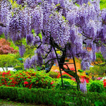 Wisteria Live Plant in 2.5" Pot, 6-12 Inch Tall Fragrant Wisteria Vine for Garden Trellis and Containers, Indoor Outdoor (Purple Wisteria)