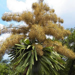 Live Palm Tree Plant in 3 Gallon Pot, No CA, Large Fully Rooted Size, Ready to Plant for Home Décor Indoor Outdoor Landscape, Rare Palm Trees, Umbraculifera Palm