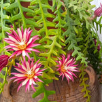 Fishbone Cactus Live Plant, Trailing Indoor Succulent in 4 Inch Pot, Pink Epiphyllum Flower Cactus 4-7 Inches, Easy Care, Home Decoration