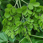 50 Moringa Seeds, Moringa Oleifera Tree Seeds for Planting - Fast Growing Drumstick Tree for Garden, Pots, and Outdoor Growing