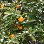 Sweet Mandarin Orange Tree, 1-2 Feet Tall in 1 Gallon Pot, Sweet Citrus Fruit Tree for Patio and Outdoor Garden