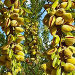Pack 4 Pistache Tree Seedlings Live Dormant, 1-2 Feet Height, Hardy Ornamental Shade Trees Indoor Outdoor Home Garden